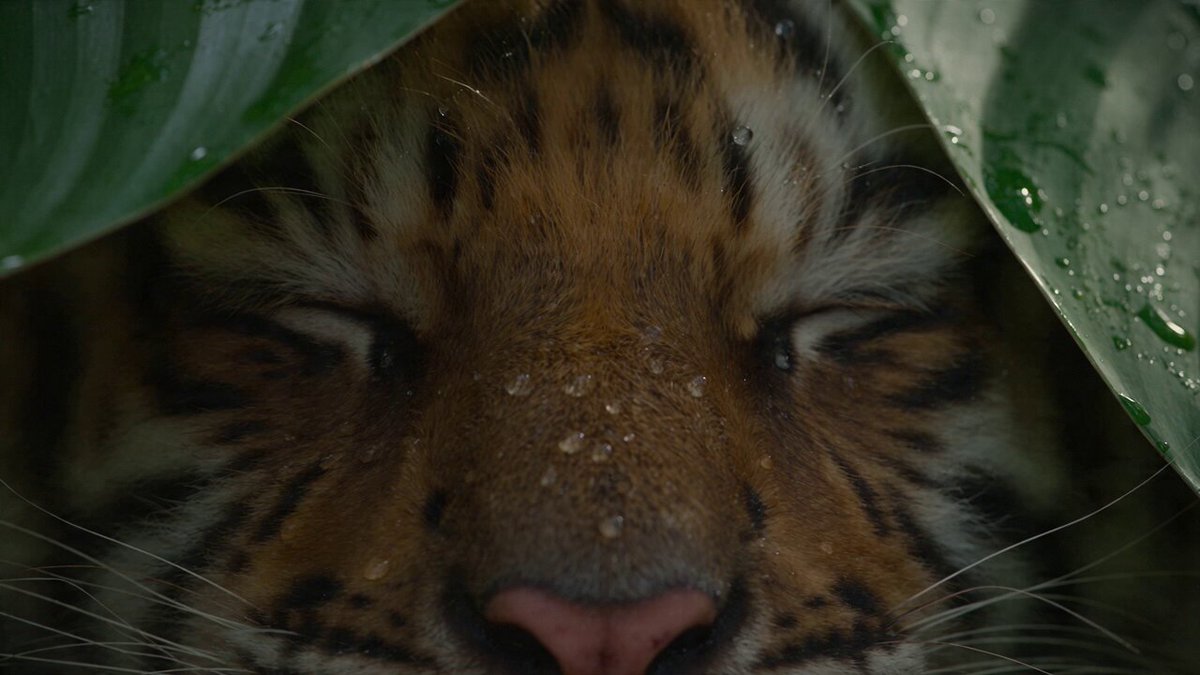 Bengaltigerjunges lernt von der Mutter