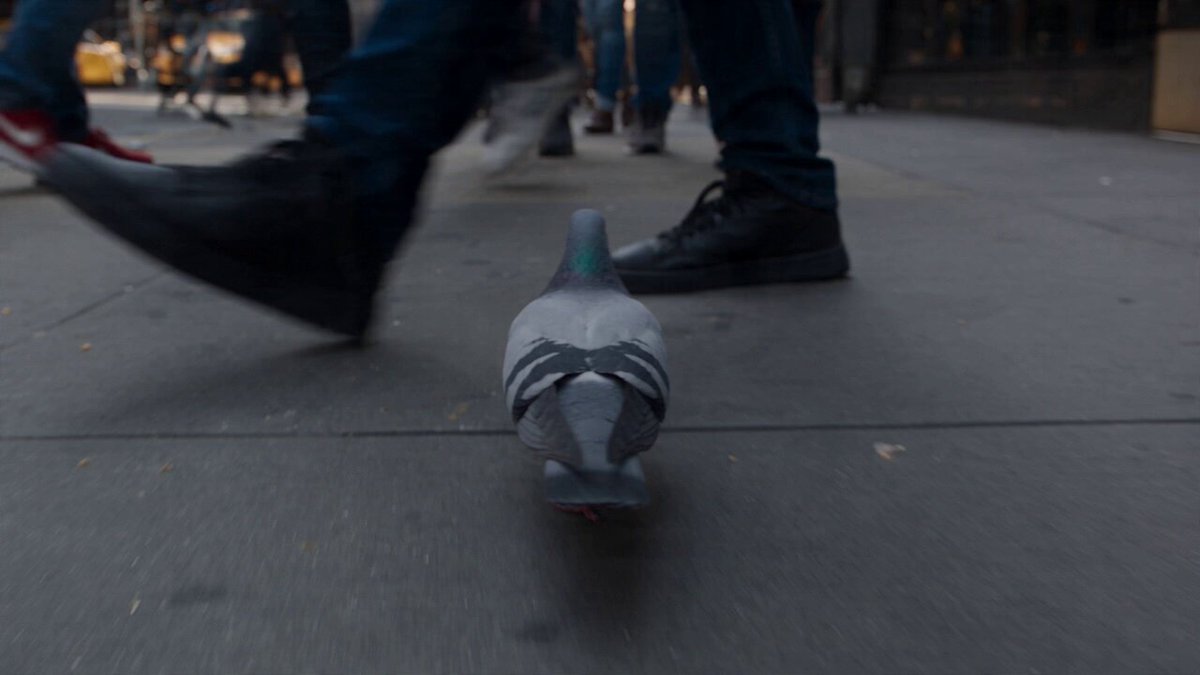 Pigeon Tracking Shot Through Manhattan